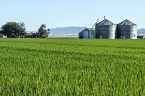 カリフォルニア米農場